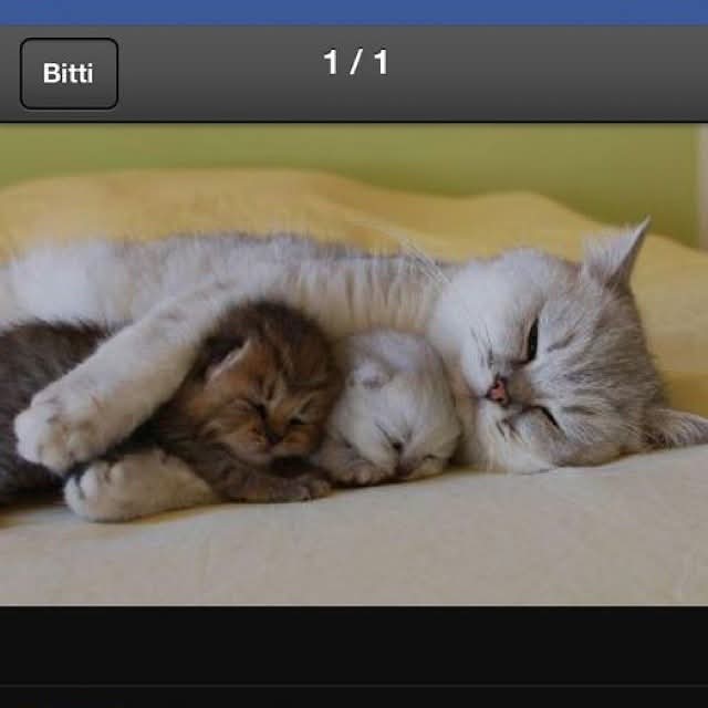 Şefkat-i İlahiye'nin çok cüz'i bir kısmı mahlukatta tecelli ediyor.