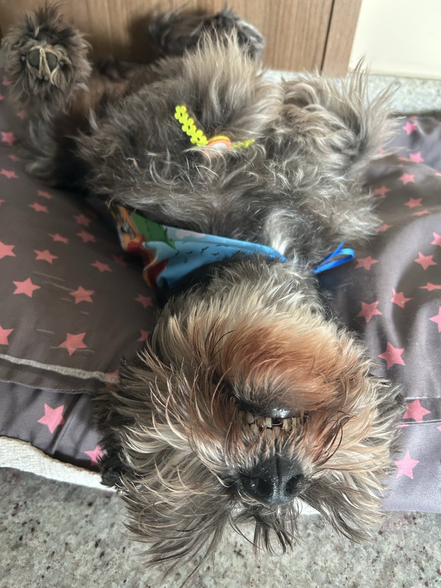 CalmateElvira's tweet photo. Juana ayer fue a la peluquería y le pusieron un reloj🤣 https://t.co/CtCDmJd6nd