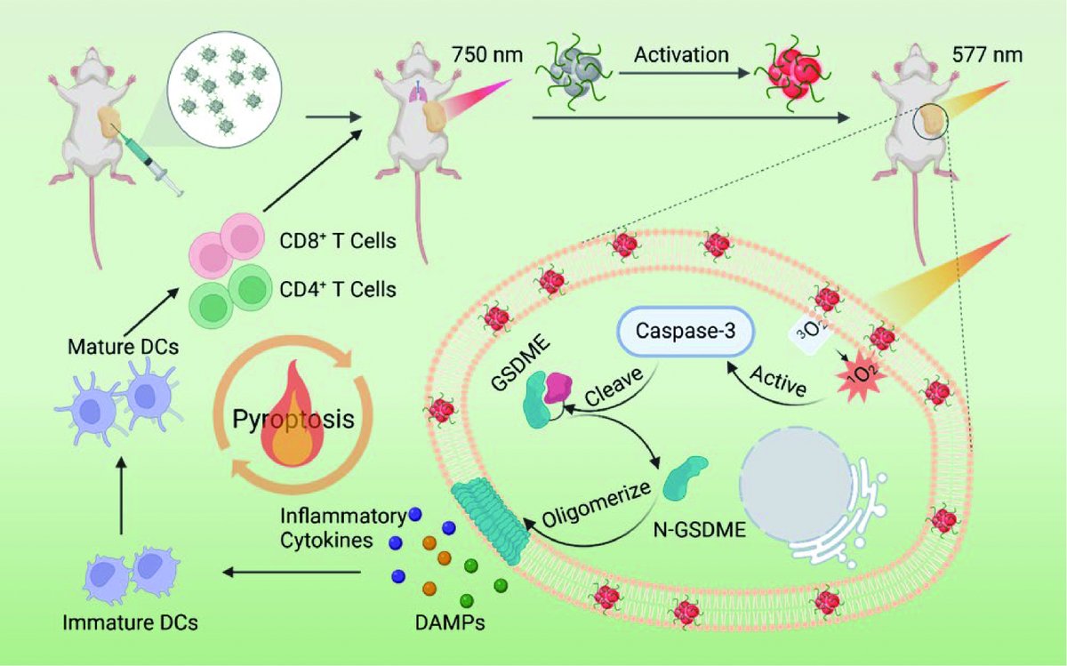 ActaPhysChimSin's tweet photo. Membrane-anchoring #nanoengineered #carbon dots as a pyroptosis amplifier for robust tumor #photodynamic-#immunotherapy https://t.co/qzj7TRXww1
#Cdots @DotsCarbon @therapy https://t.co/avBbj0rXRm