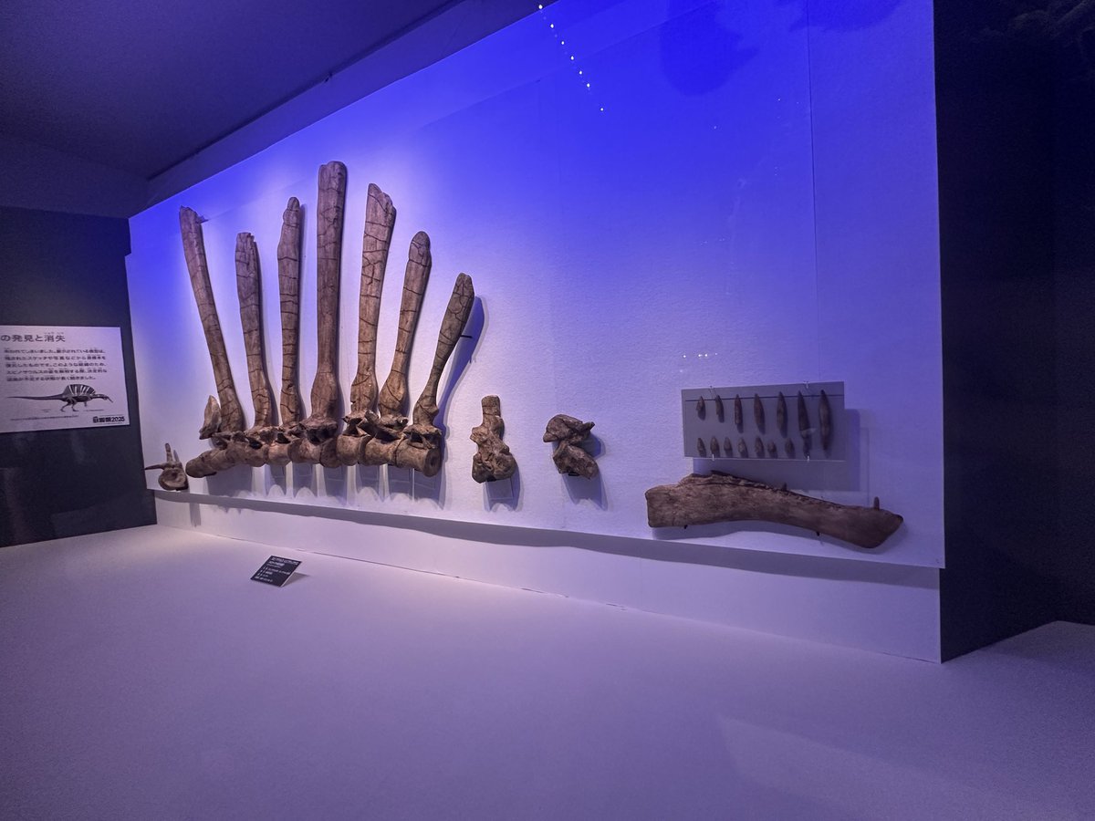 Podokesaurus Project tweet media