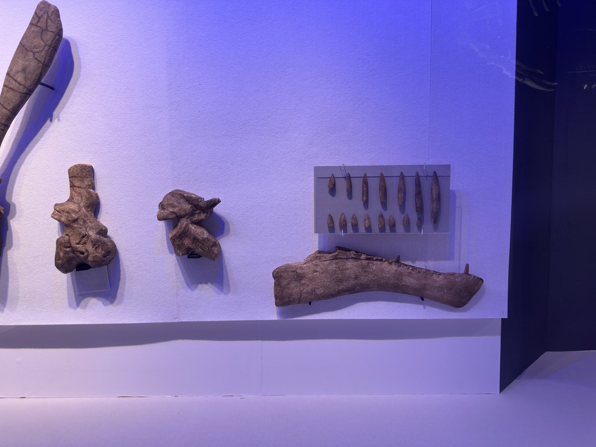 Podokesaurus Project tweet media