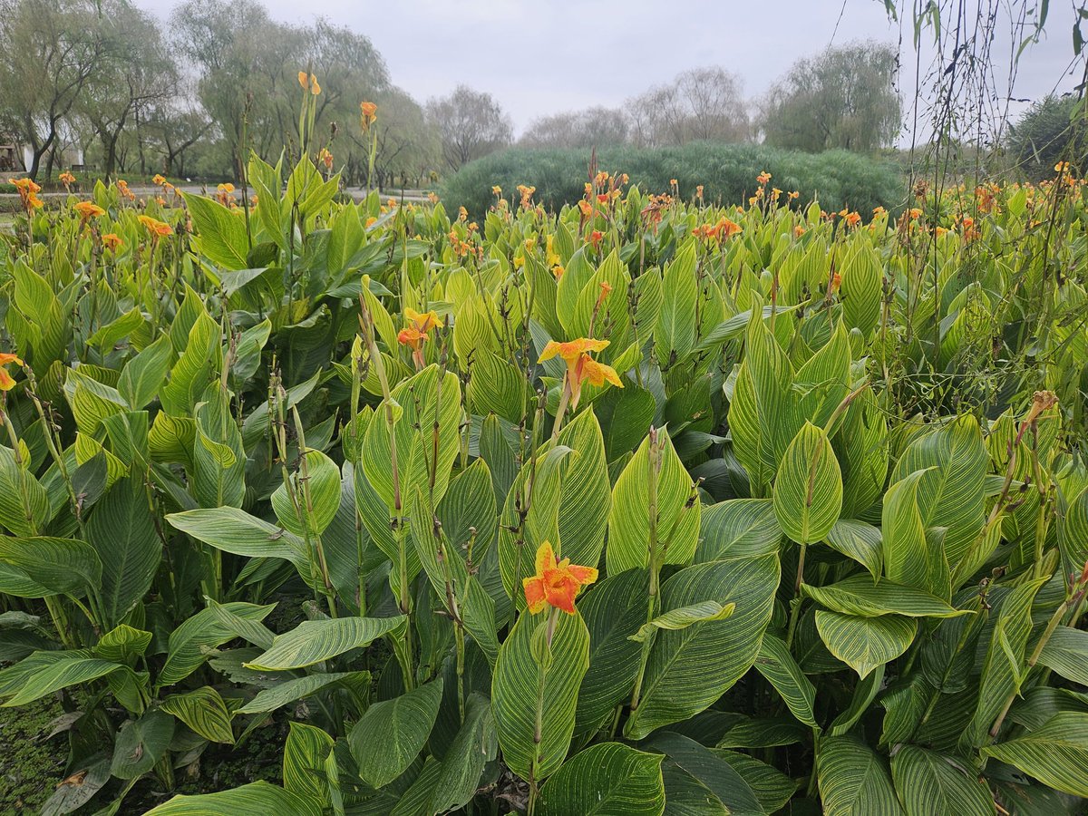 궁남지는 예상보다 규모가 있다