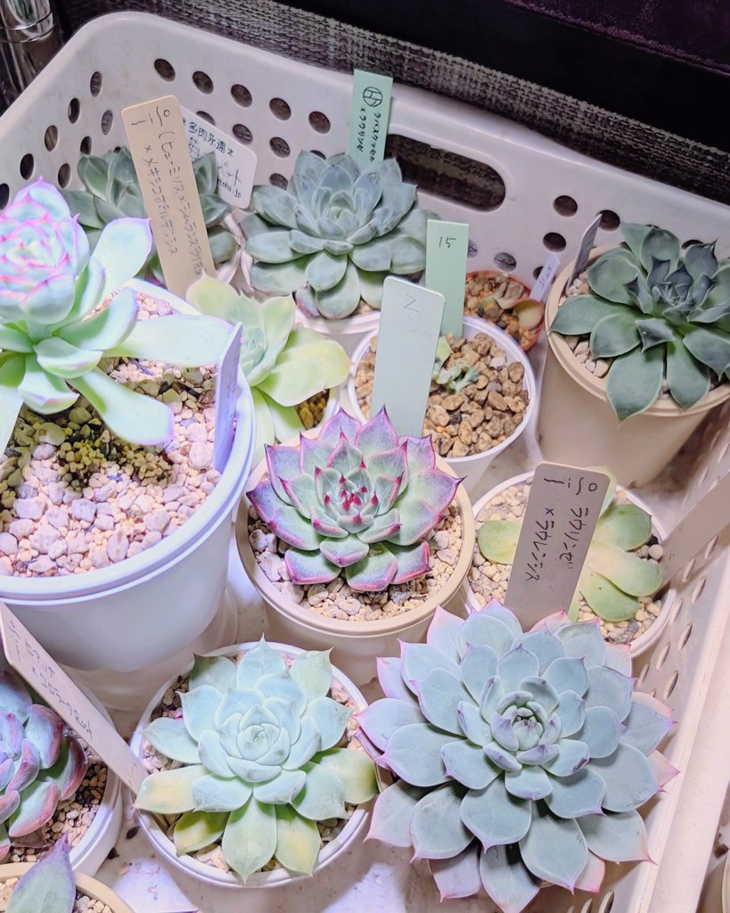 TANIKU様 がび (@i_taniku_ra) / Posts / X