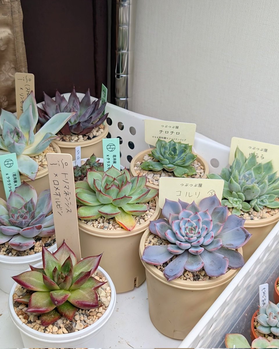 TANIKU様 がび (@i_taniku_ra) / Posts / X