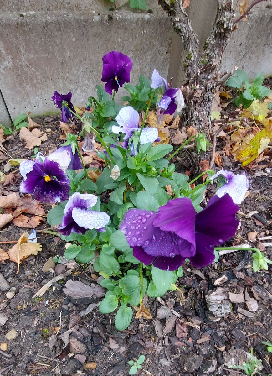 Real photos are more beautiful than AI photos  
#mygarden #MyPhoto #viola #paars #purple #viooltjes