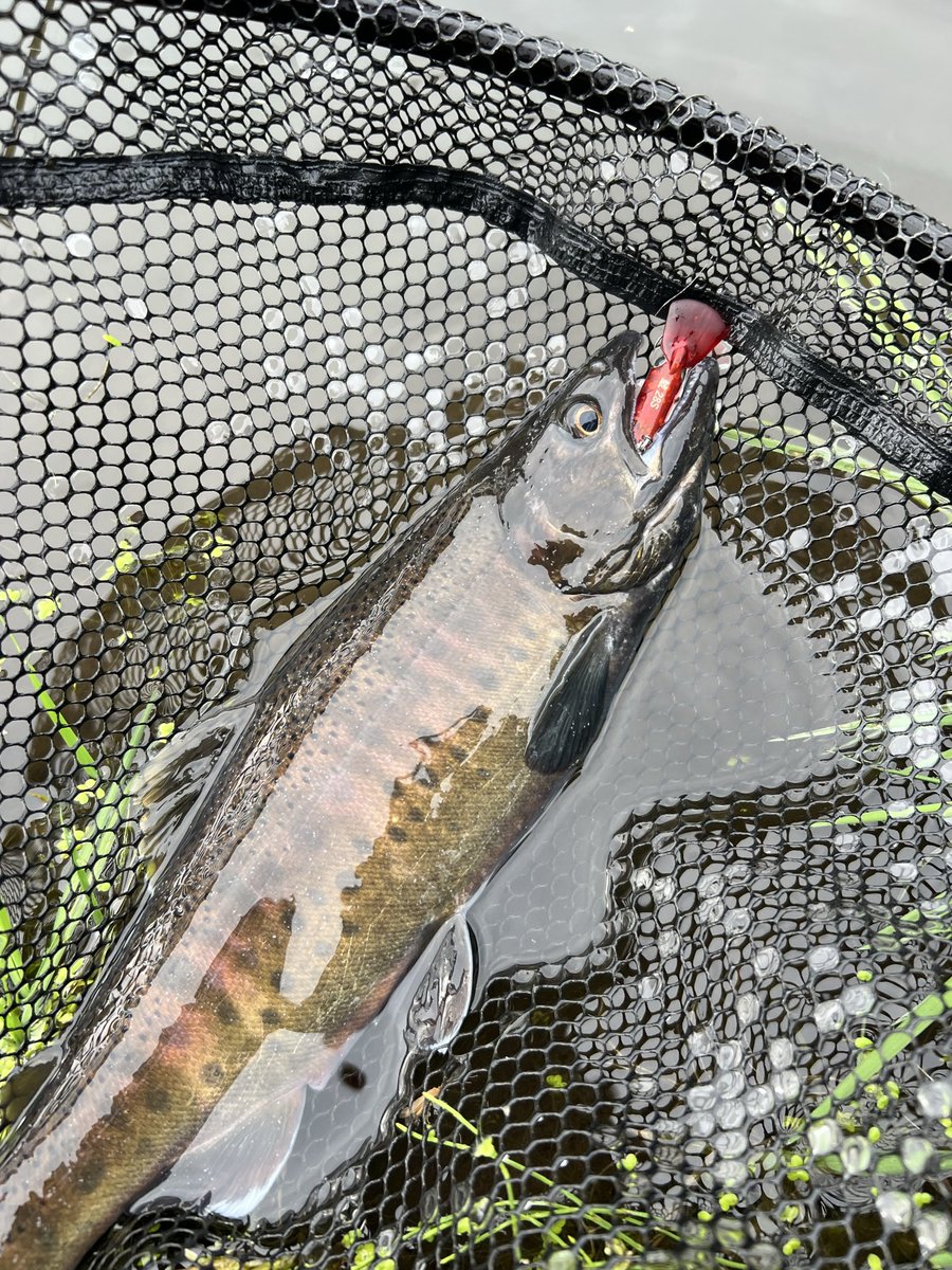 Hunter_ikeda's tweet photo. 釣り堀恵比寿さんでも鯱28S‼️

婚姻色バリバリのカッコいいヤマメも釣れてくれました😳

虫喰いパターン健在で、鯱を表層巻きでボッコボコ☆

#ムカイフィッシング
#ムカイ
#エリアトラウト
#釣り堀恵比寿
#鯱
#鯱28s https://t.co/TCqhOheFf1