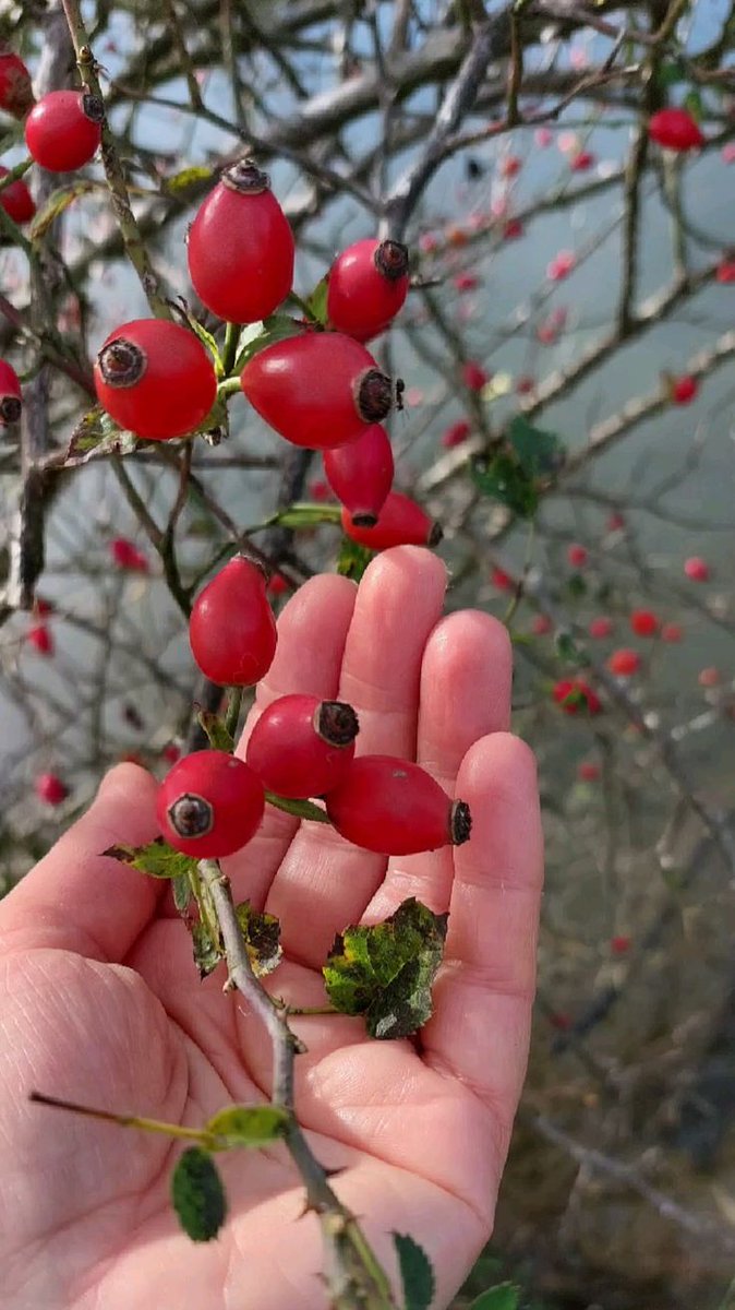 venkovankaJanka tweet media