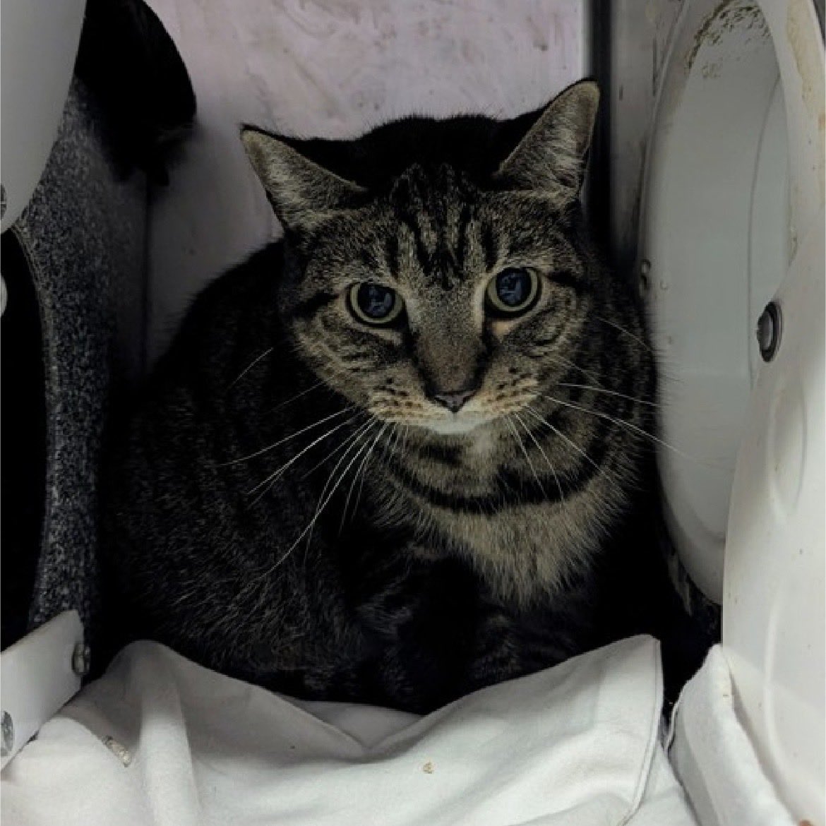 Kimberlykokourt's tweet photo. SUNSET ORANGE NEEDS A PLACEMENT BY THURSDAY OCTOBER 16, 2025 BY 12PM & MUST BE PULLED BY A NEW HOPE PARTNER RESCUE: Hello, my name is Sunset Orange. #sunsetorange: #ID233981. I am a desexed female brown tabby #cat at the #ManhattanACC. Age: 13! #CatsOfX #NYCACC #Donate #Rescue https://t.co/jqaCqaEdUx
