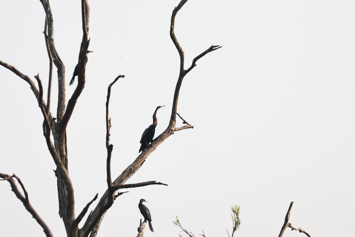 The 187th Sunday Bird Walk was conducted with 30 number of participants where 48 number of species were spotted 448 in number.
#zooeducation
<a href="/PCCFWL_Odisha/">PCCF WL & CWLW, Odisha</a>
<a href="/ForestDeptt/">Odisha Forest, Env. and Climate Change Department</a>
<a href="/CZA_Delhi/">Central Zoo Authority</a>