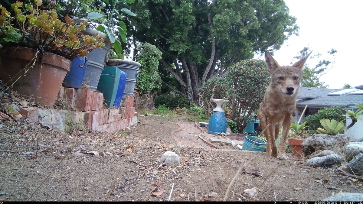 Few things bring me as much joy as checking the trailcam and seeing the coyote has been in my backyard again. (Although I wish they were a little more scared of people/homes, I'm worried someone's gonna get antsy and call animal control.)