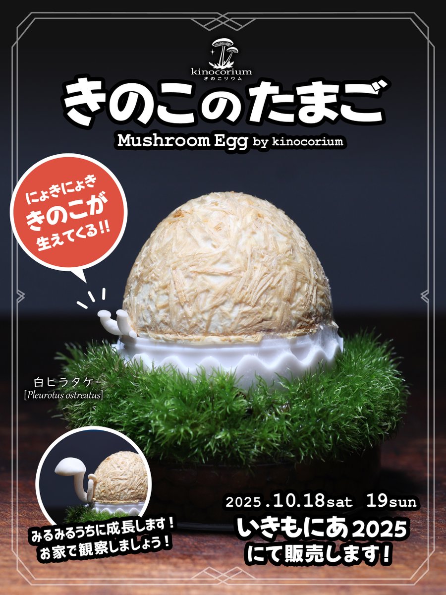 森のきのこ倶楽部® (@dr_morinokinoko) / Posts / X
