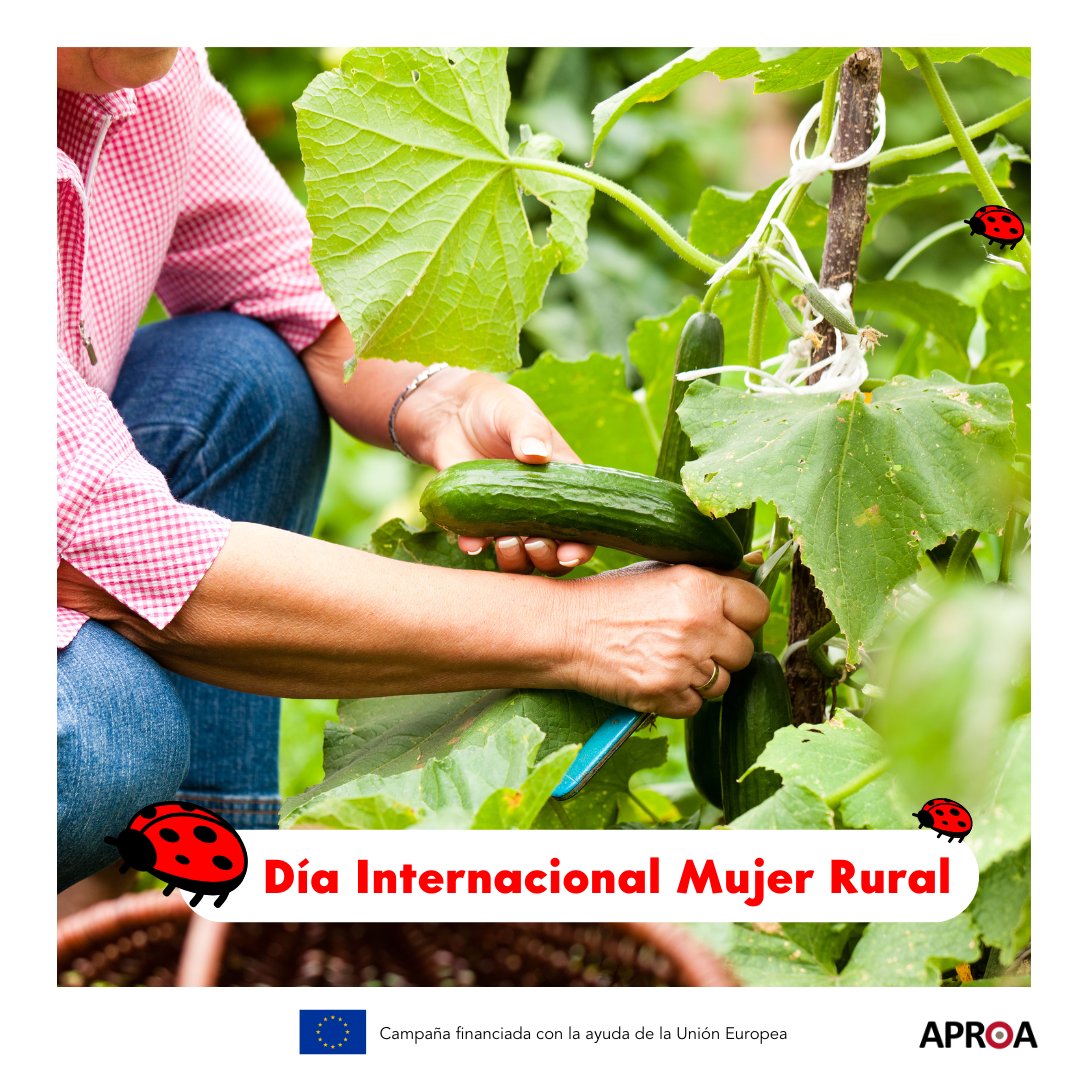 👩‍🌾 Hoy celebramos el Día Internacional de la Mujer Rural 👩‍🌾
En APROA queremos reconocer la labor de todas esas mujeres que con esfuerzo, dedicación y pasión impulsan cada día la producción hortofrutícola en nuestros invernaderos solares. 🌱💚