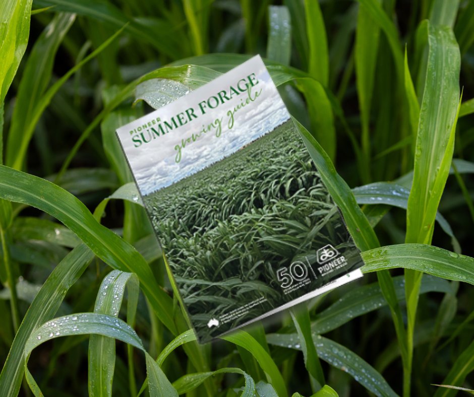 Pioneer® Seeds are proud announce the release of our new Summer Forage Growing Guide! Whatever summer forage you require, we have a range of hybrids that deliver proven results across many cropping environments. View or download the guide here: loom.ly/jXjU0Xw