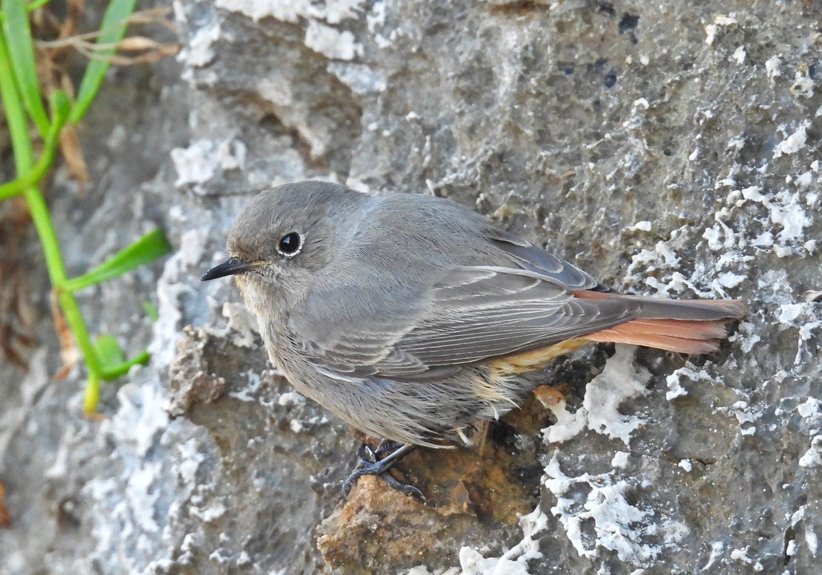 COLIRROJO TIZÓN /Phoenicurus ochruros/ entre las calizas de una zona costera. Un hábitat por el que tienen predilección estos pajarines