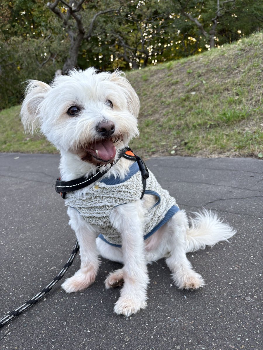 bow0331's tweet photo. 今日はぴん（旧ムック）と平岡公園を散歩しているけど人も犬を連れている人もぜんぜん居ないや！😳
秋風が冷たく寒い🥶
#保護犬
#北海道保護犬
#保護犬との日々 https://t.co/Fb7EaduI3Y