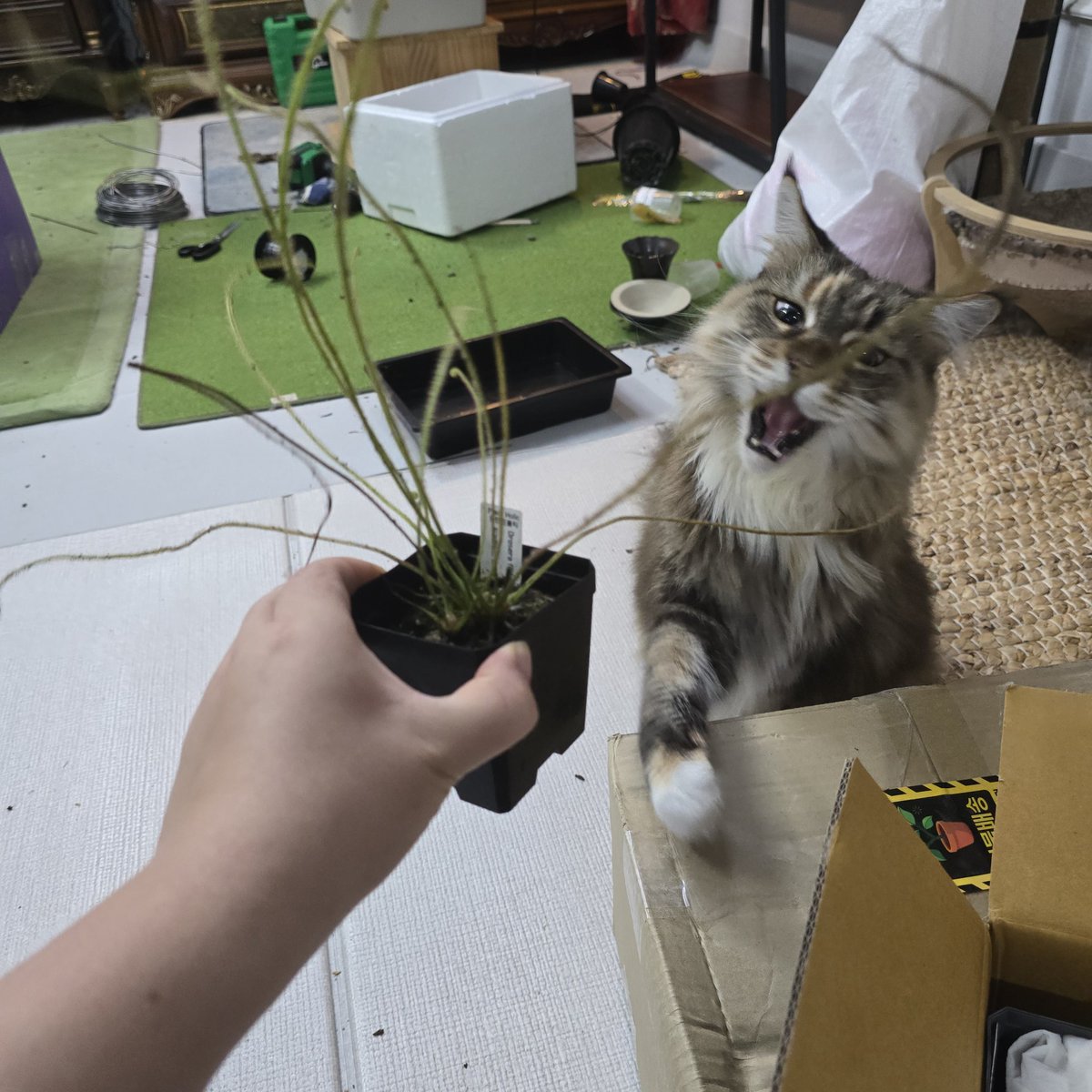 사냥을 못하는 고양이 특: 입부터 벌린다