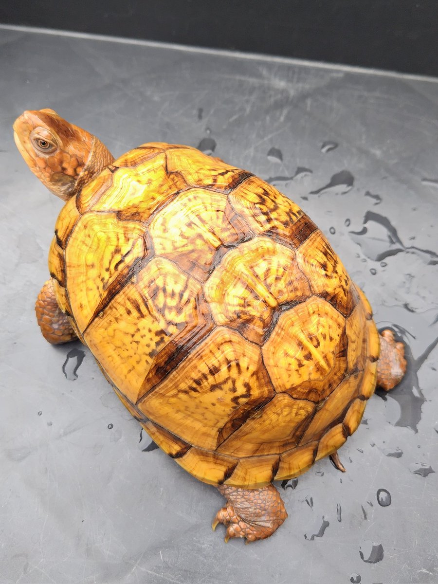 tito (@34_wgnc) / Posts / X