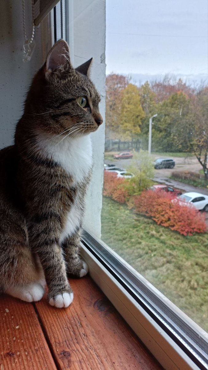 Просто осенняя Селина.