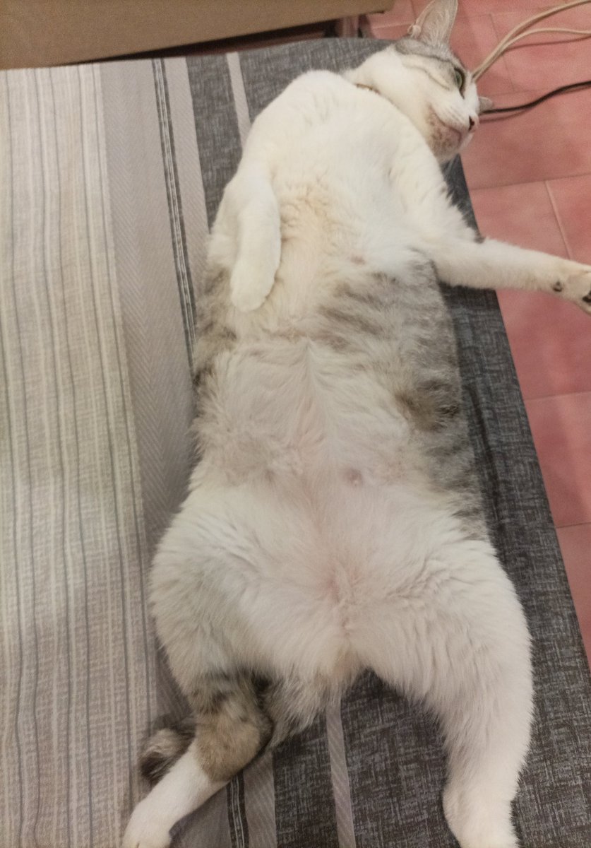 成為Vtuber的經歷

因OEUR入實況圈，自做形象跟頻道，錄製+剪輯等等(文書筆電)
🔽
自己搬出後VT盛行，円兄說有入取就送我配備(除麥克風、攝像頭等)
🔽
錄取某工作室，結果裡面都在擺爛瘋狂延後，我還比較像老師兼經紀人(沒出道，早已落幹)
🔽
投遞各種地方上不了，乾脆自己做
🔽
我有肥貓，訂閱我