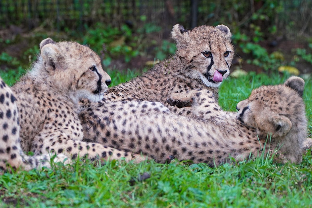 チーター - Search / X