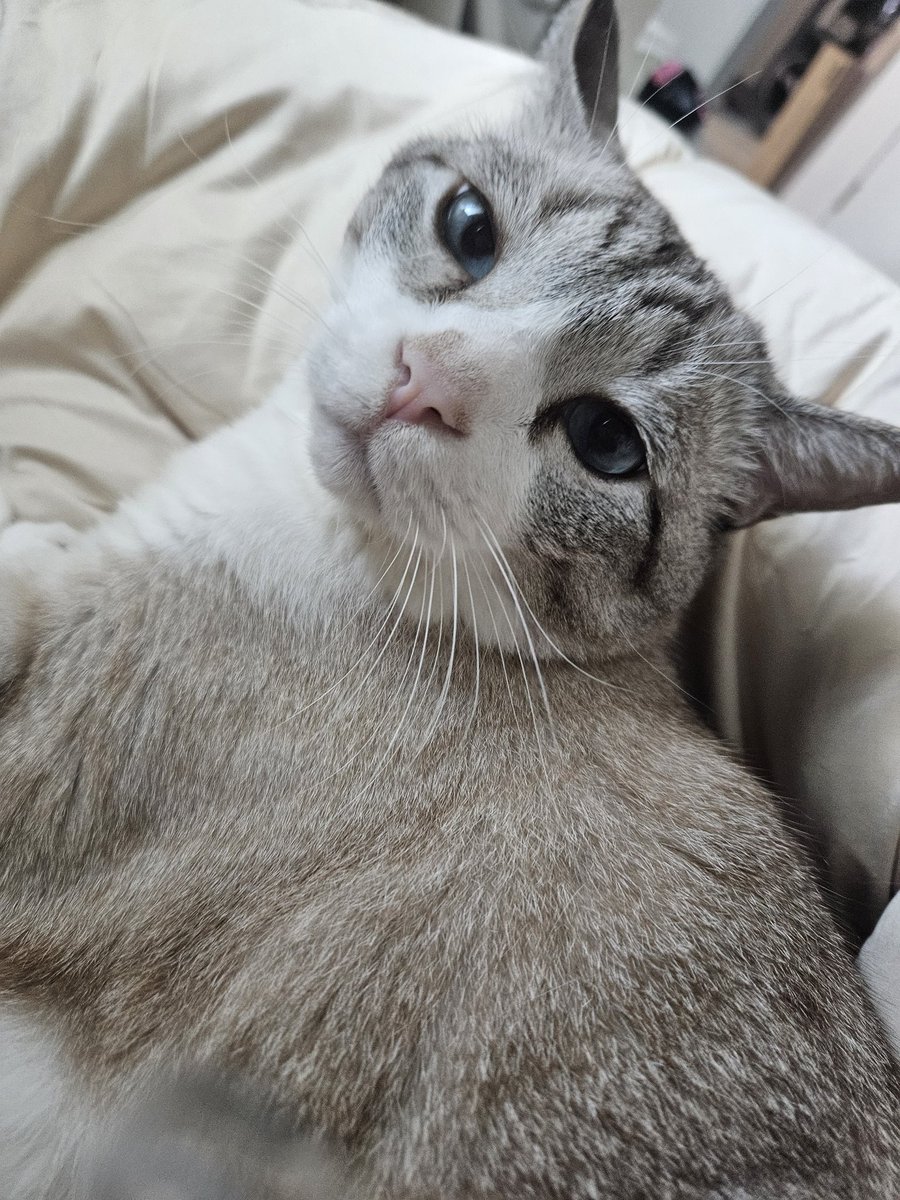 고양이가 왜이렇게 세모낳지?