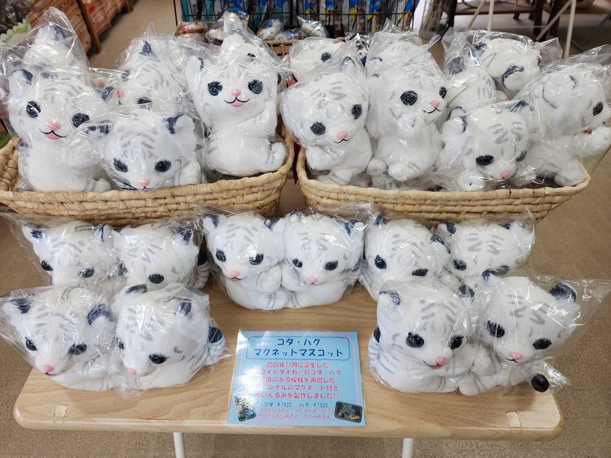 わととよりお知らせ🌸 ホワイトタイガーのコタ&ハク オリジナル