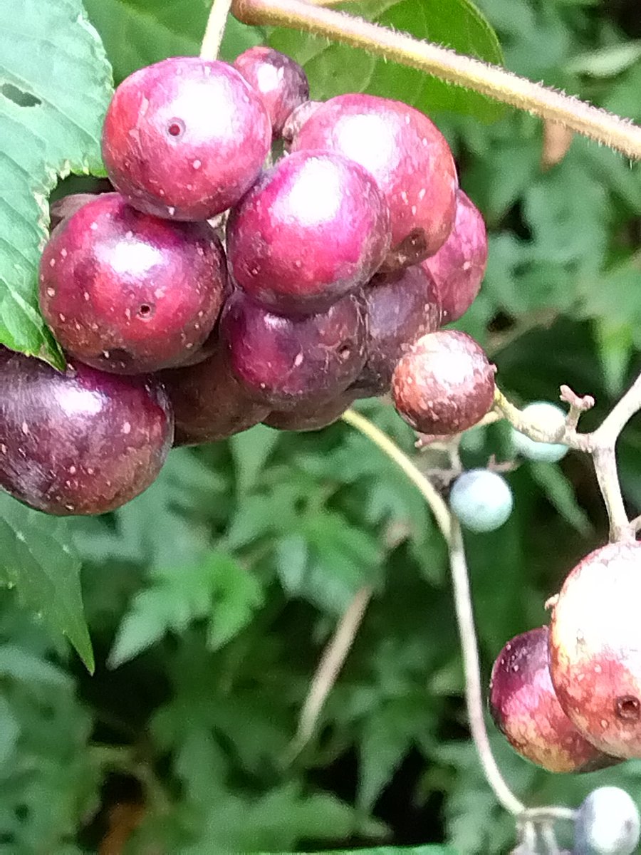 山は秋真っ盛です。

キノコは未だ見ていません🍄