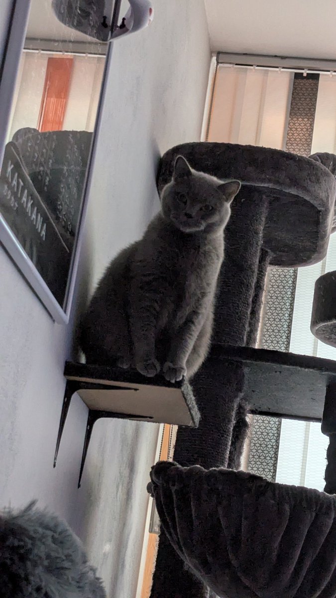 Chris Heilinger (@chris_heilinger) on Twitter photo Kiro's wisdom of the day:
"In life, it's all about perspective, and besides, everything is a matter of opinion." ๐บ๐โโฌ๐พ
Have a lovely and pleasant day, X friends ๐โ๐บ๐โโฌ๐พ #Kiro #cat Kiro's wisdom of the day:
"In life, it's all about perspective, and besides, everything is a matter of opinion." ๐บ๐โโฌ๐พ
Have a lovely and pleasant day, X friends ๐โ๐บ๐โโฌ๐พ #Kiro #cat