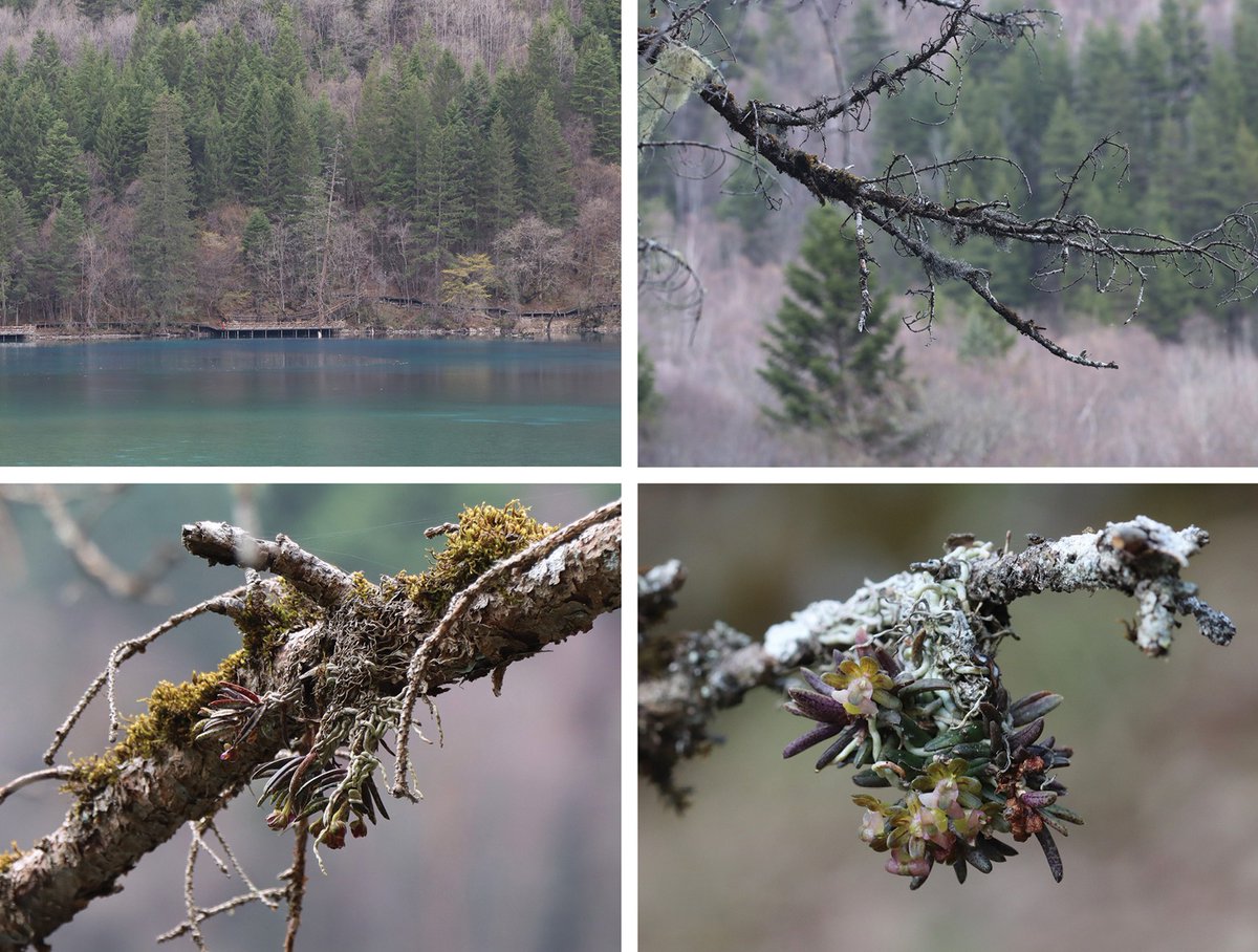 Researchers describe and illustrate 𝐺𝑎𝑠𝑡𝑟𝑜𝑐ℎ𝑖𝑙𝑢𝑠 𝑗𝑖𝑢𝑧ℎ𝑎𝑖𝑔𝑜𝑢𝑒𝑛𝑠𝑖𝑠, a new epiphytic orchid from Jiuzhaigou World Heritage Site, China.

🔗 doi.org/10.3897/phytok…