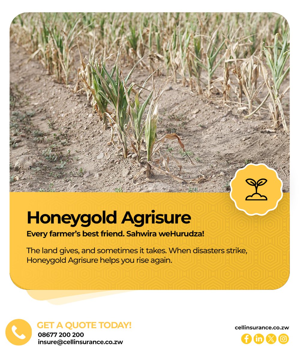 CellInsurance1's tweet image. The land gives, and sometimes it takes. When disasters strike, Honeygold Agrisure helps you rise again, stronger than before.
GET A QUOTE TODAY! 08677 200 200/ insure@cellinsurance.co.zw
#CellInsurance #HoneygoldAgrisure #SahwiraWeHurudza
