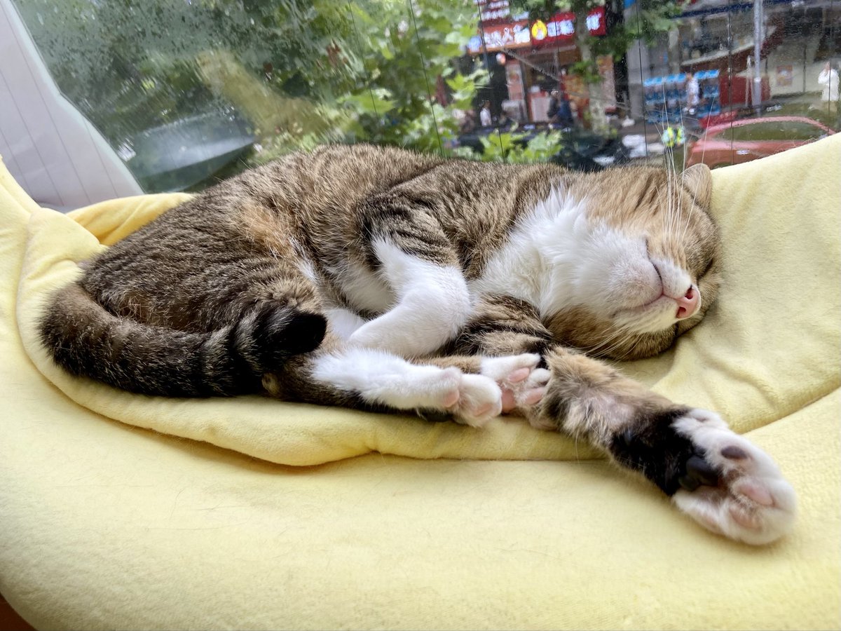 catcafenyankoto's tweet image. スヤスヤあめこ🌟
#にゃんこと #猫カフェ #猫