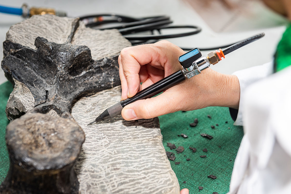 🤔¿Cómo se forma un fósil? Lo explicamos en el taller de fósiles con el equipo científico, en el que también se mostrarán piezas descubiertas en La Costa de los Dinosaurios🦕

🎟️Entradas agotadas para el día 18, disponibles para el domingo 19 a las 13h

ℹ️ tinyurl.com/22hrm586