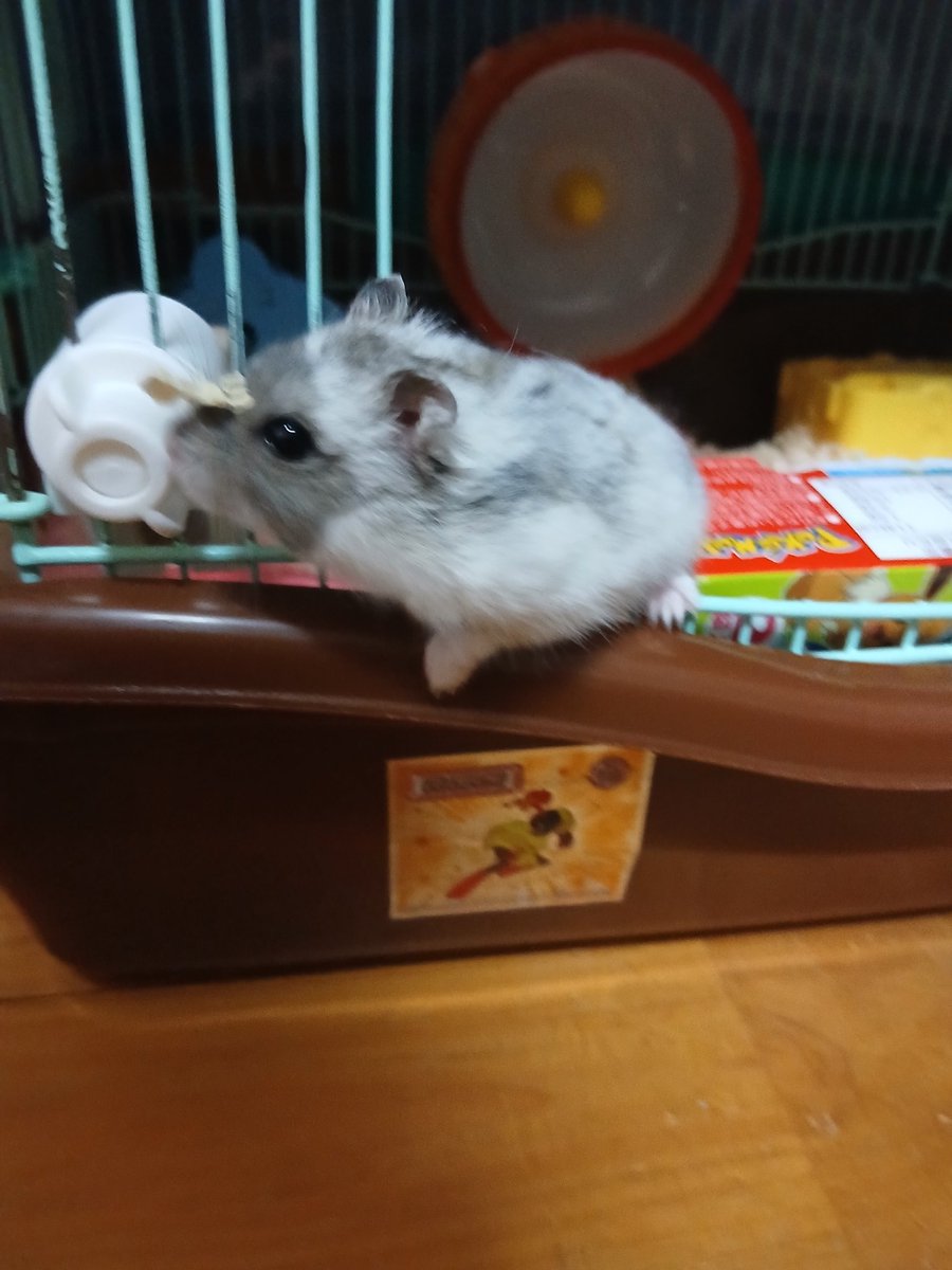 うちのハムさん 顔だけ毛の色が変わってしまった笑 可愛いからよし！