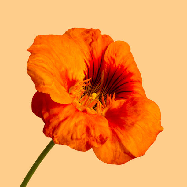 الصبر مفتاح كل كنوز الحياة.. فلا تستعجل النتائج

#بوح_الخاطر

#ملعب_الانماء