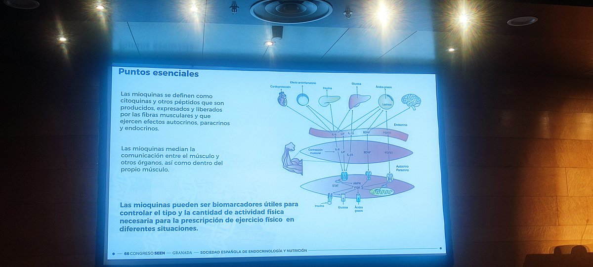 Gran ponencia de la Dra. Nieves Palacios (GT-GENEFSEEN) que da un repaso a la fisiología recordándonos el papel del músculo como órgano endocrino gracias a las mioquinas. #SEEN2025 #EmbajadorSEEN