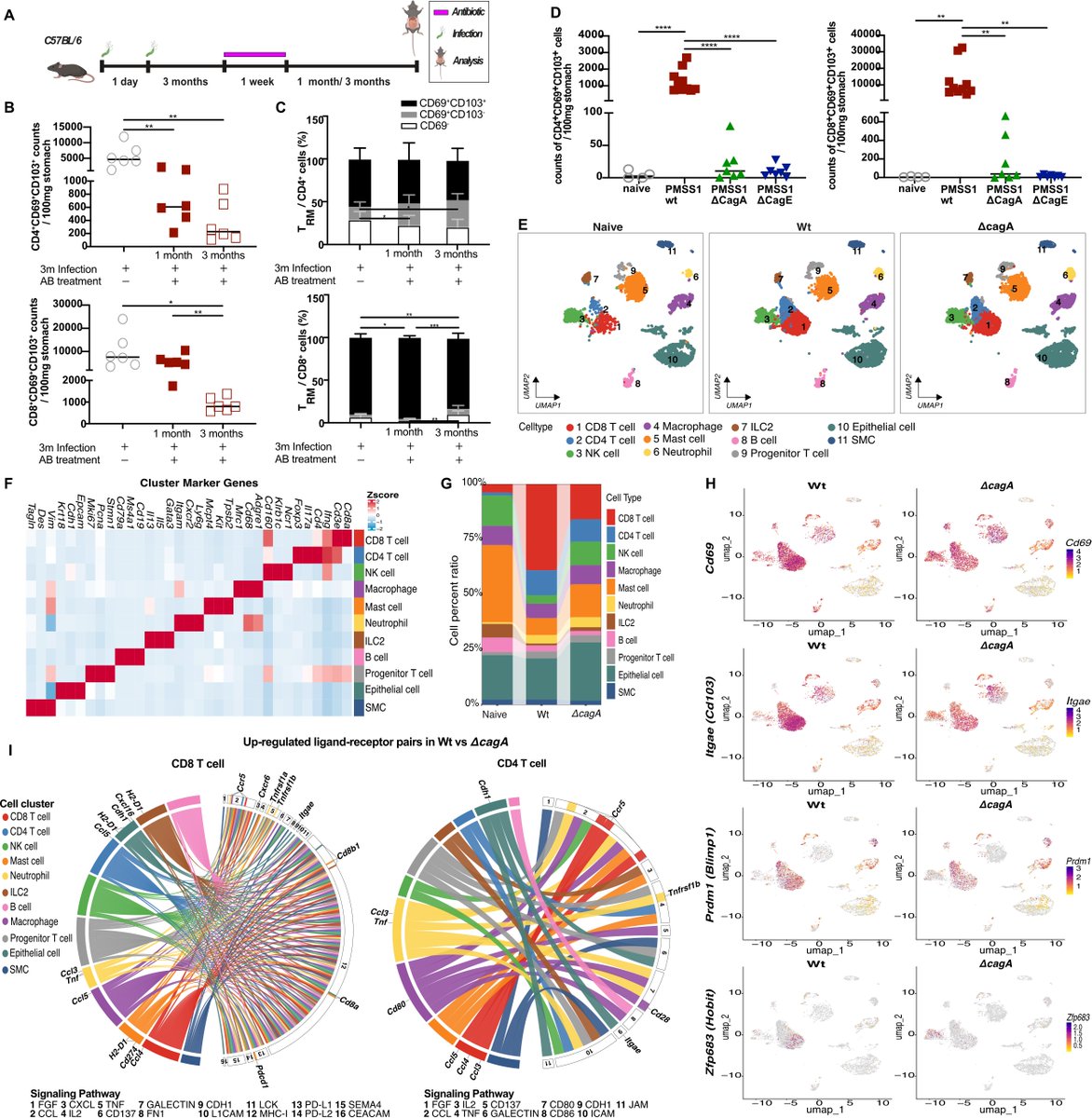 Gut_BMJ's tweet photo. #GUTImage from the paper by Gong wet al entitled
"CagA-dependent Hobit+ gastric tissue-resident memory T cells confer full protection from Helicobacter pylori reinfection" via
https://t.co/SbgiyQZDOw
#HelicobacterPylori #MemoryTcells https://t.co/nYwMOMA3AH