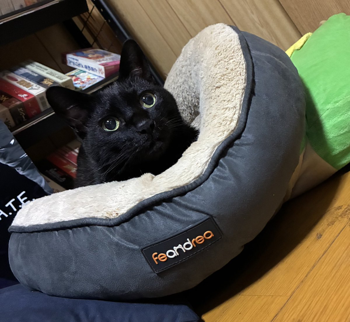 高画質？(^·◕ω◕·^)