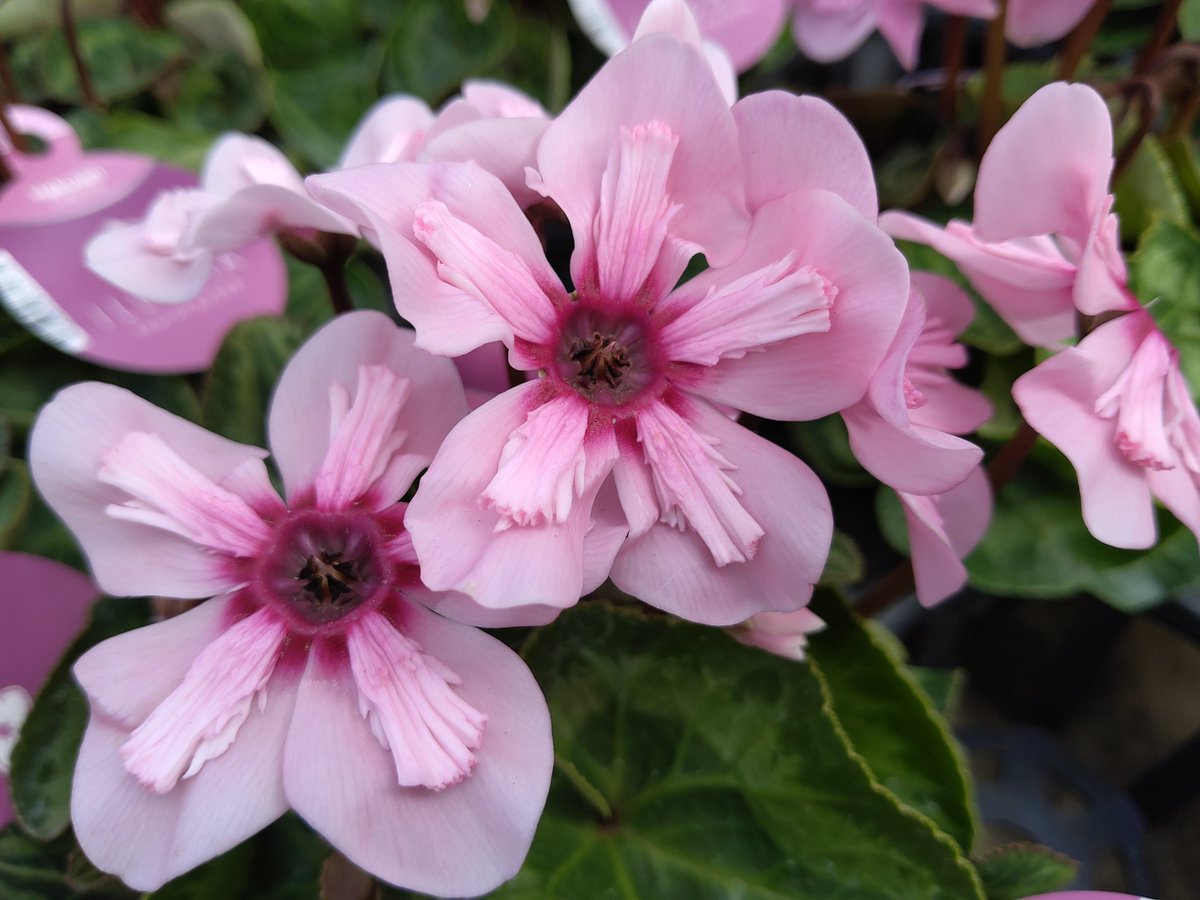 レア物　イマン　クラリス　フラワージャグ レア物 イマン クラリス フラワージャグ