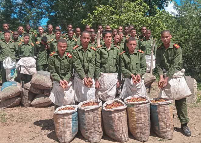 Estudiantes de escuelas militares de Cuba usados como esclavos. Recogen café y no les pagan ni un peso.