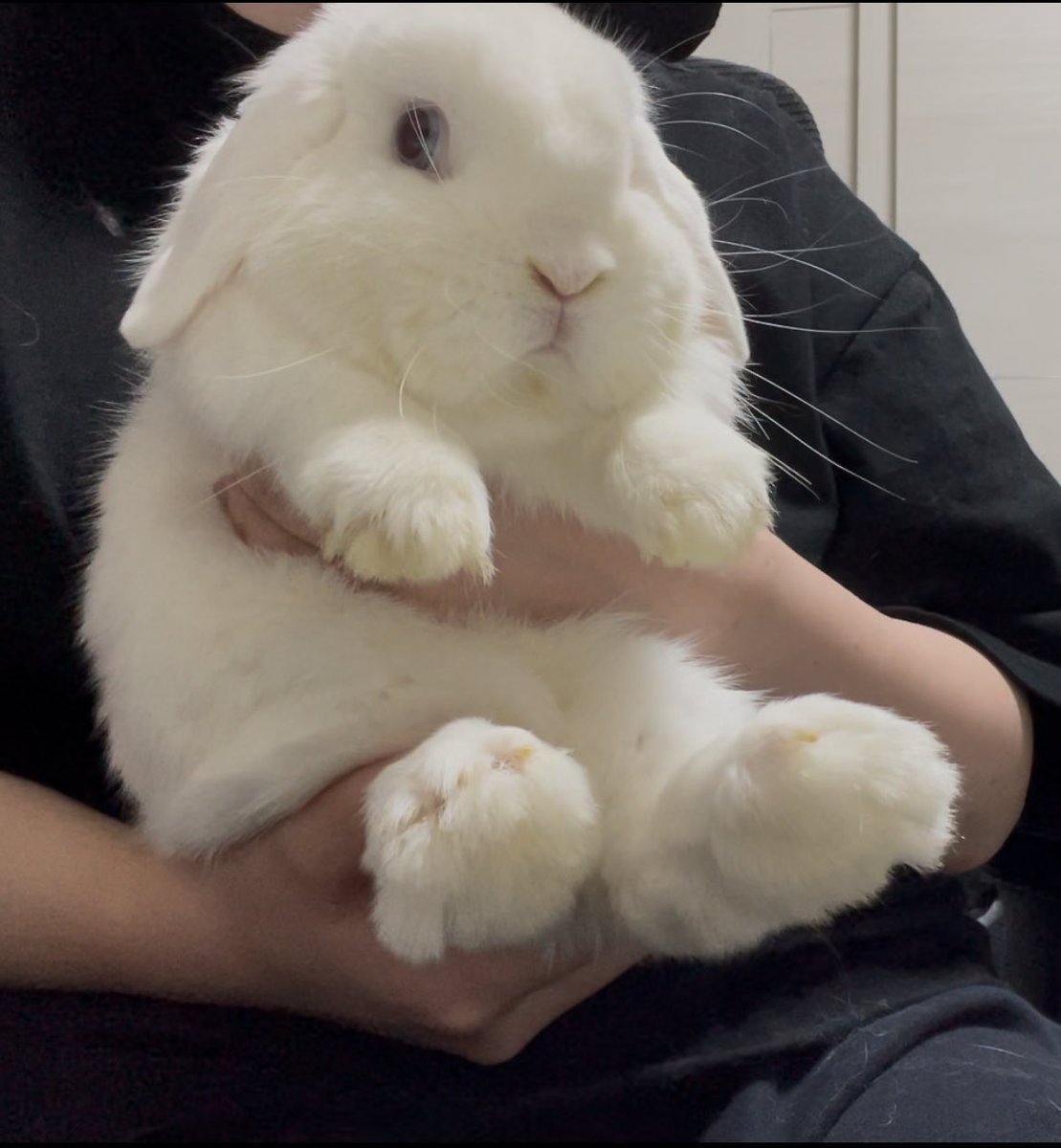 うさぎさんはかわいい