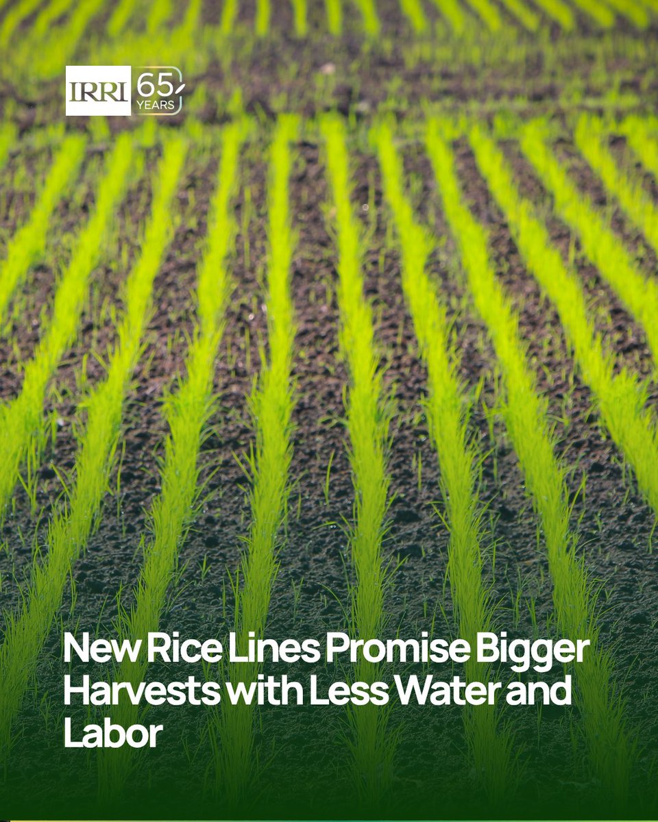 IRRI 🌾 tweet media