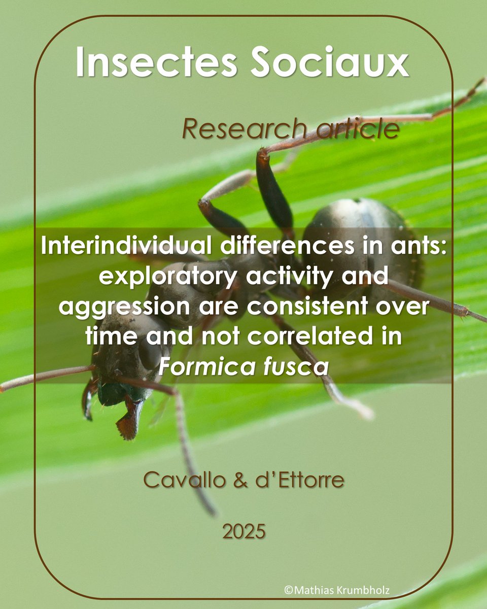 InsSociaux's tweet image. New research article! 📰

Cavallo &amp;amp; @EttorrePatrizia examined behavioral traits, showing consistency over time, with no correlation between exploration and aggression 🐜
🔗 doi.org/10.1007/s00040…

#SocialInsects #Behavior #ExploratoryActivity #Aggression #Personality #EvoEco