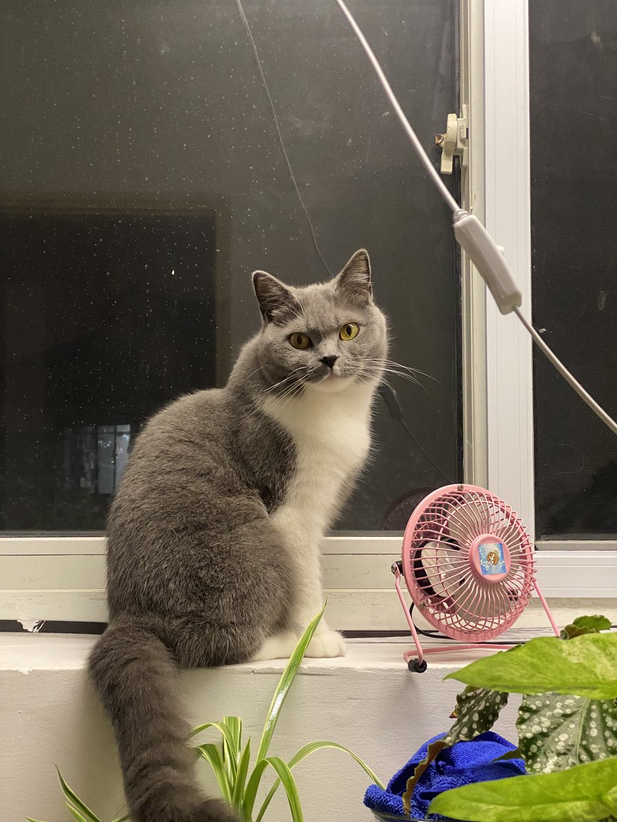 api_beer's tweet image. 这猫怎么有点驼背呢