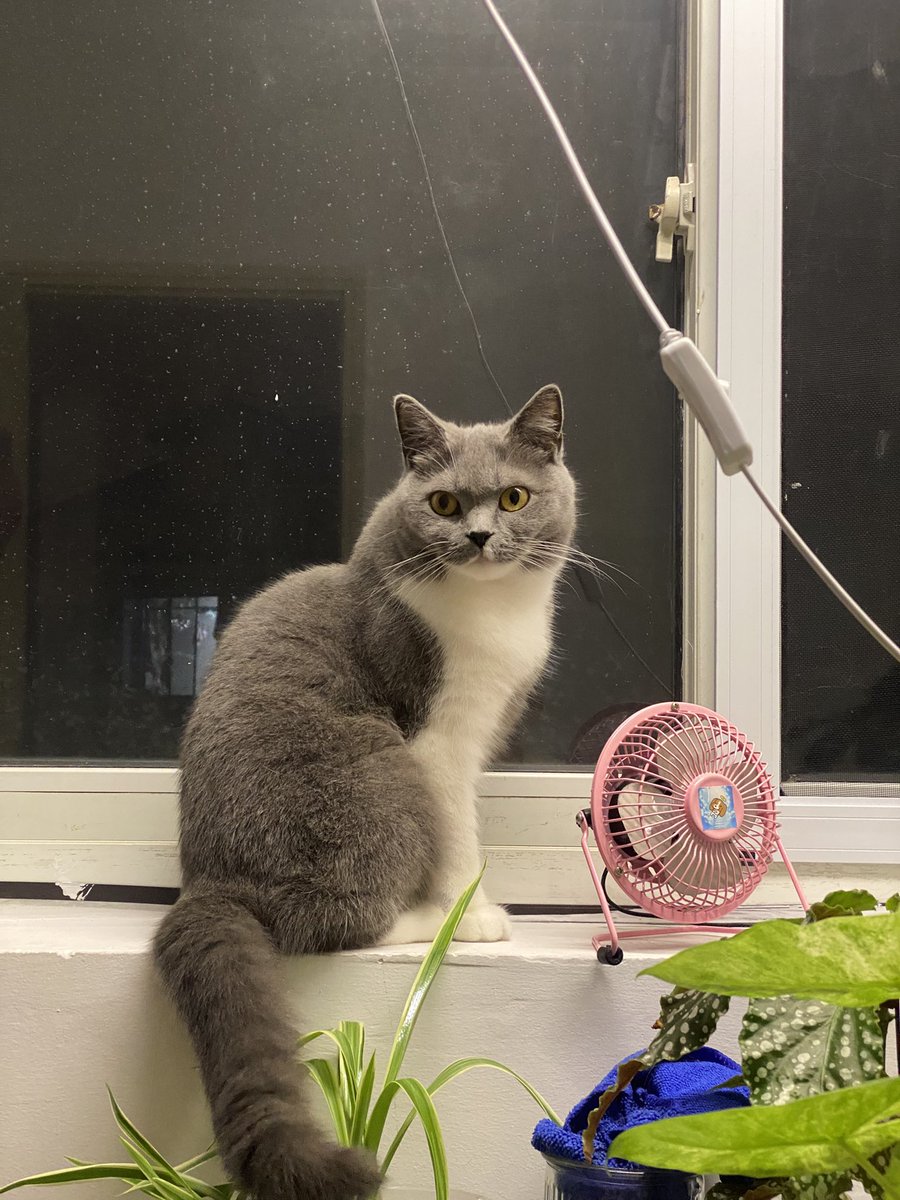 api_beer's tweet image. 这猫怎么有点驼背呢