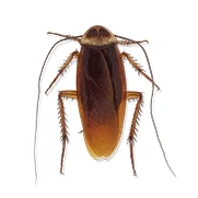 小强是蟑螂的俗称，体型小、黑褐色，适应力极强，能在多种环境存活。