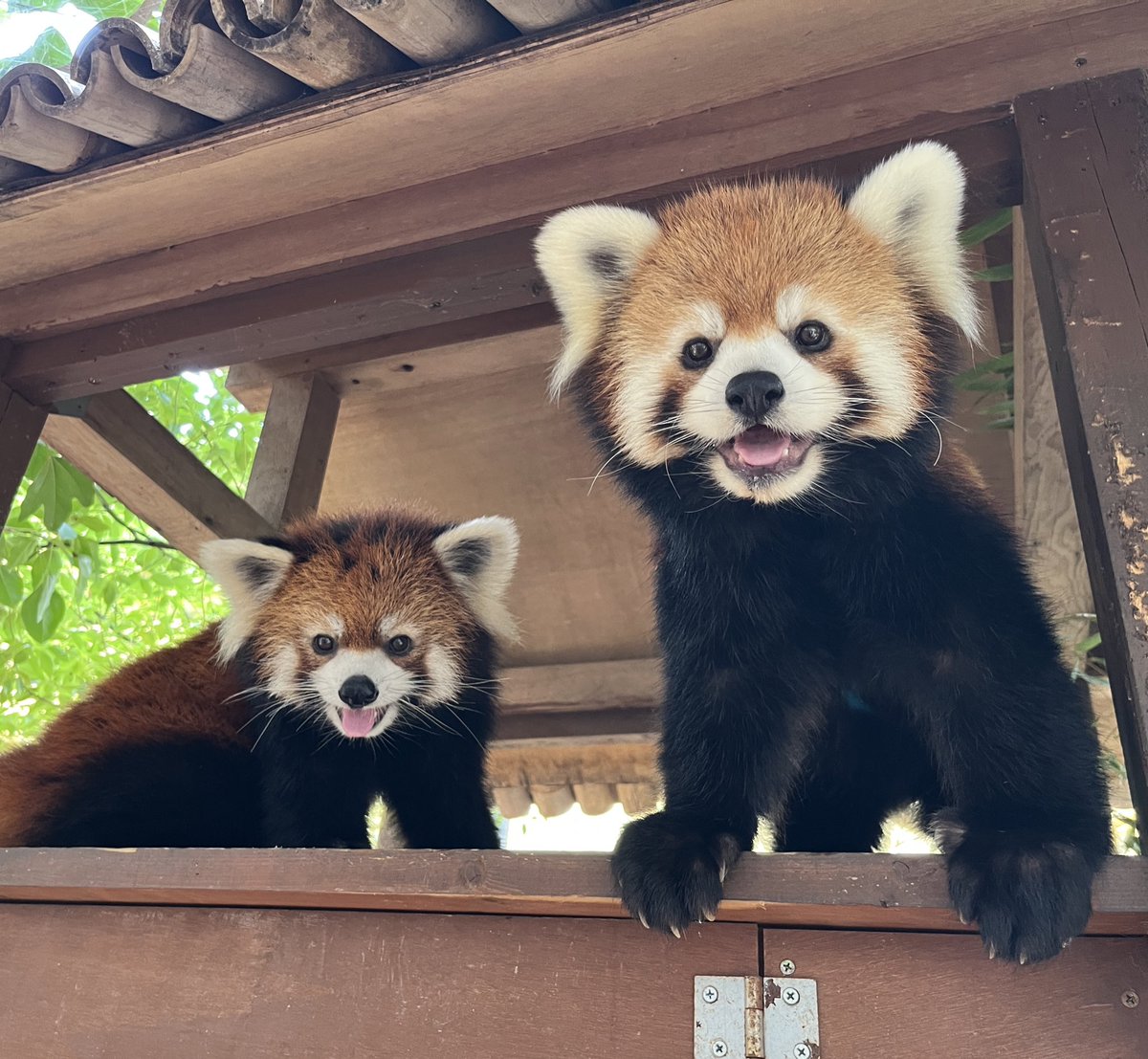 HcpSafari's tweet photo. スマ〜イル😄💕

#姫セン　#レッサーパンダ https://t.co/cnRpBy2AyZ