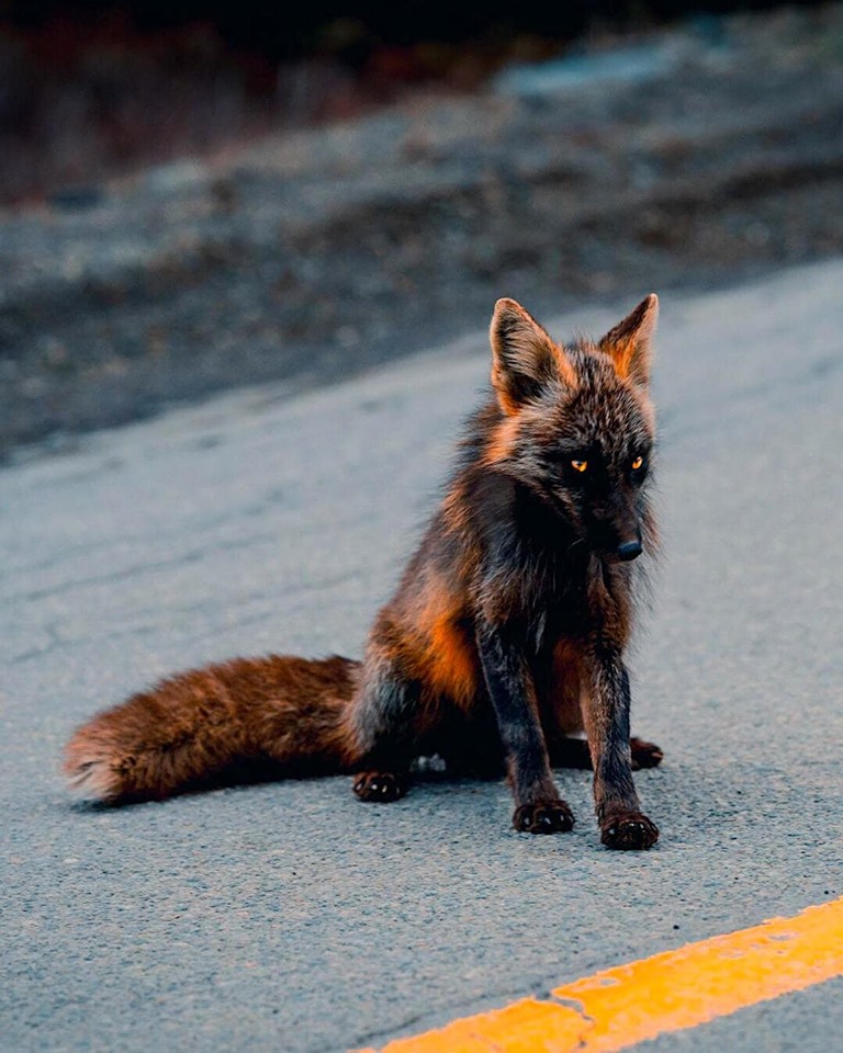 BigBangSciCom's tweet image. Un magnifique #renard roux partiellement atteint de mélanisme

Crédits : u/keenfeed (Reddit)

#animals #naturelovers #animaux #science #wildlife #nature #biologie #biology #fox