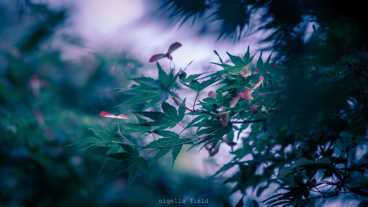 nglfld's tweet photo. 幻惑の色 https://t.co/OvFKTl8JiV