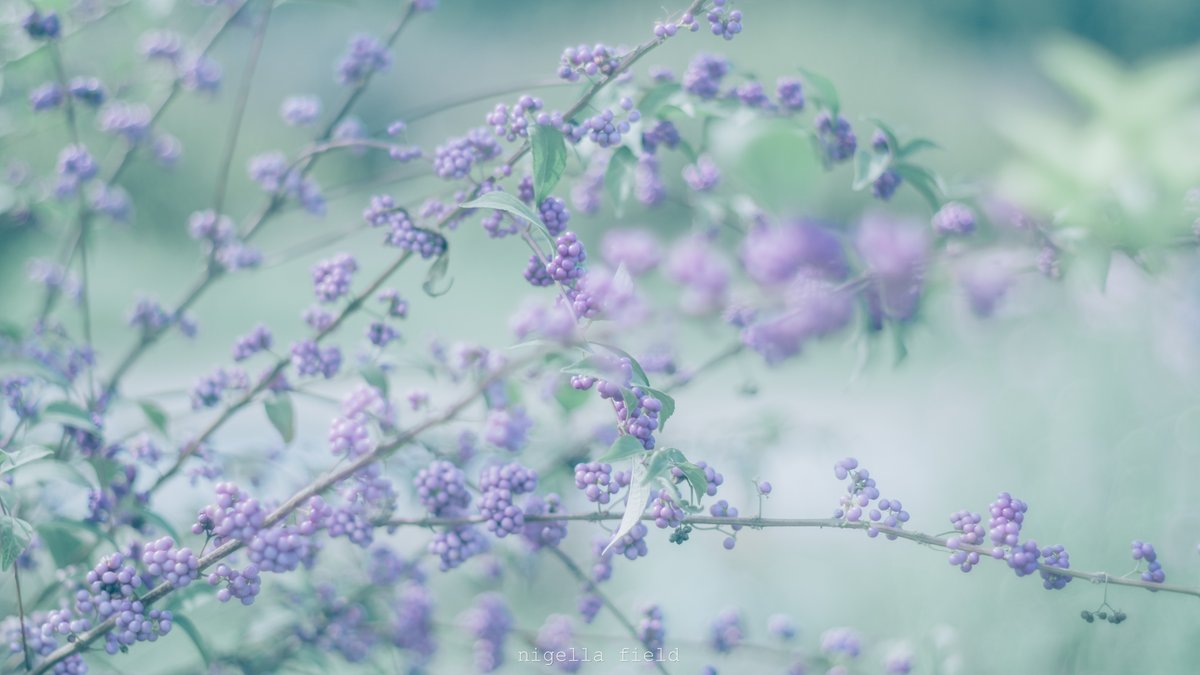 nglfld's tweet photo. 幻惑の色 https://t.co/OvFKTl8JiV