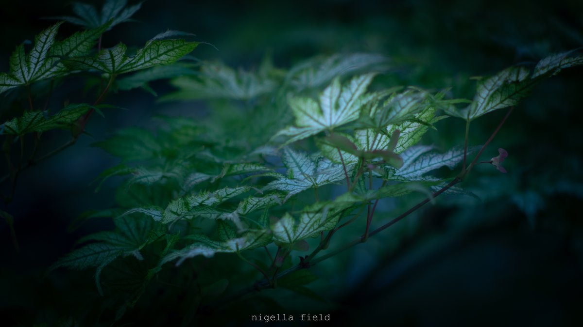 nglfld's tweet photo. 幻惑の色 https://t.co/OvFKTl8JiV